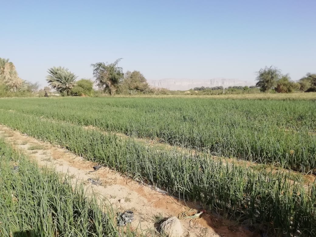 حقول إنتاج بصل بافطيم الطازج
